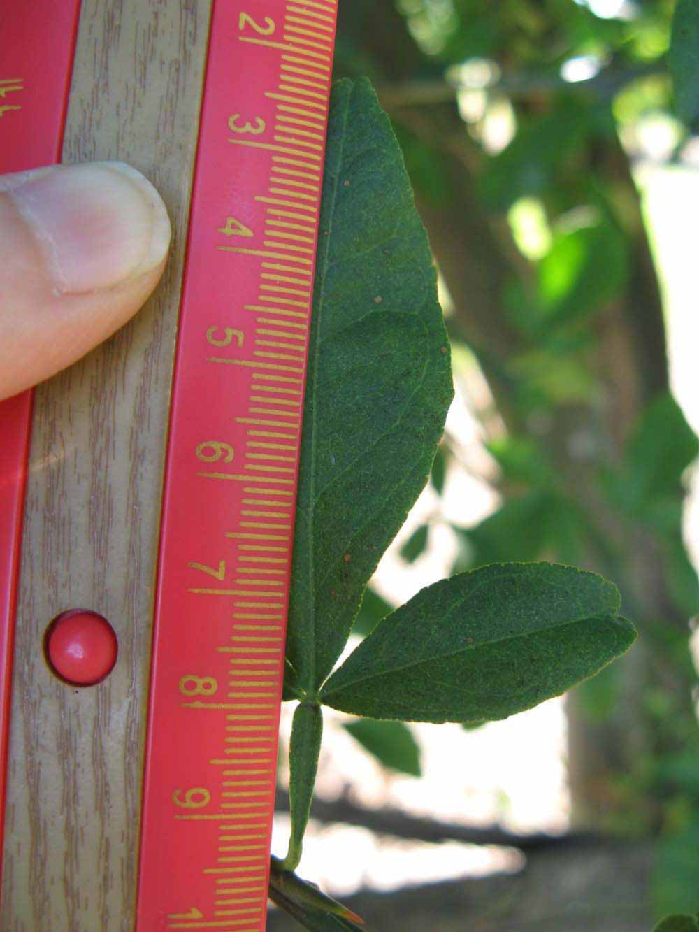            Trifoliolate leaf (Winter Haven, FL)   